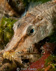 Sturgeon Poacher
Seattle, WA, U.S.A. by Tom Radio 